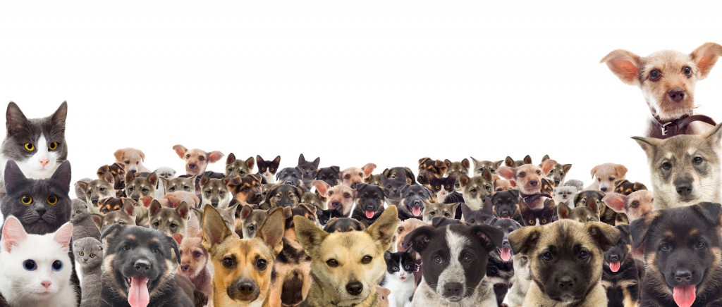 Pet House Calls – At Home Pet Doctor blog