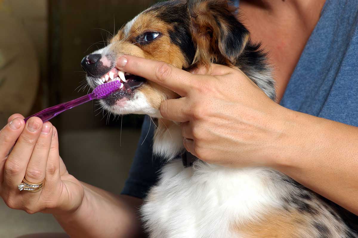 Veterinary Dentistry | At Home Pet Doctor